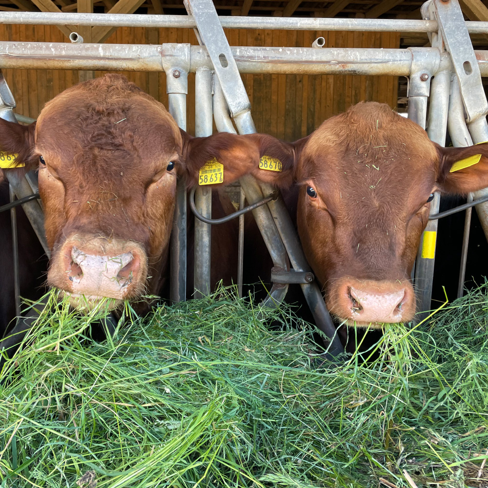 Rinder auf der Angus-Hill Ranch in Insingen