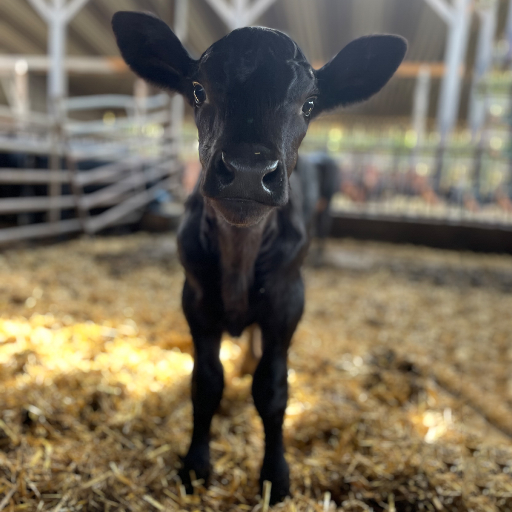 Kalb auf der Angus Hill Ranch 