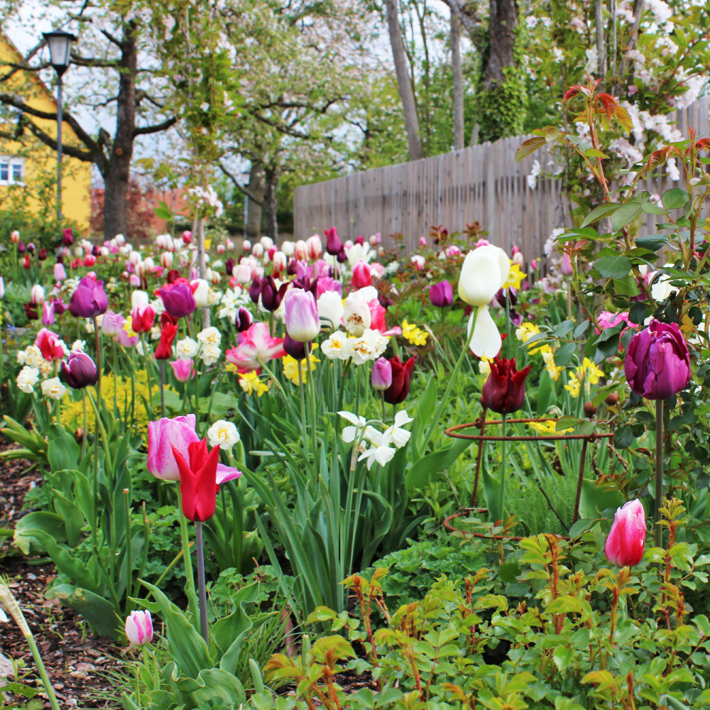 Blumenmeer in Dinkelsbühl