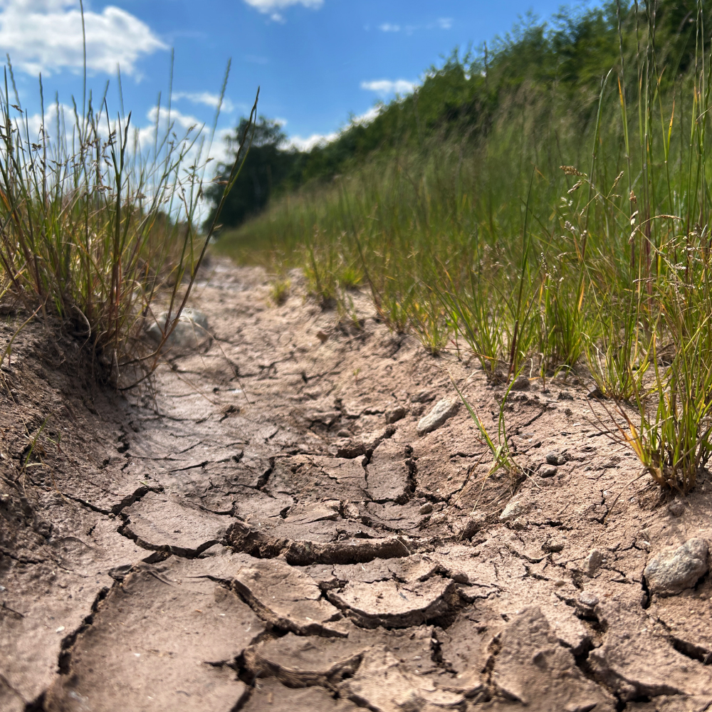 Ausgetrockneter Boden im August