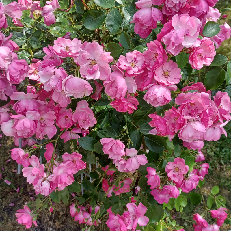 Kletterrose in voller Blütenpracht