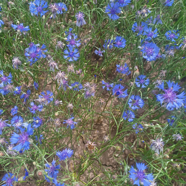 Das schöne Juniwetter veranlasste zahlreiche Kornblumen zur Blüte