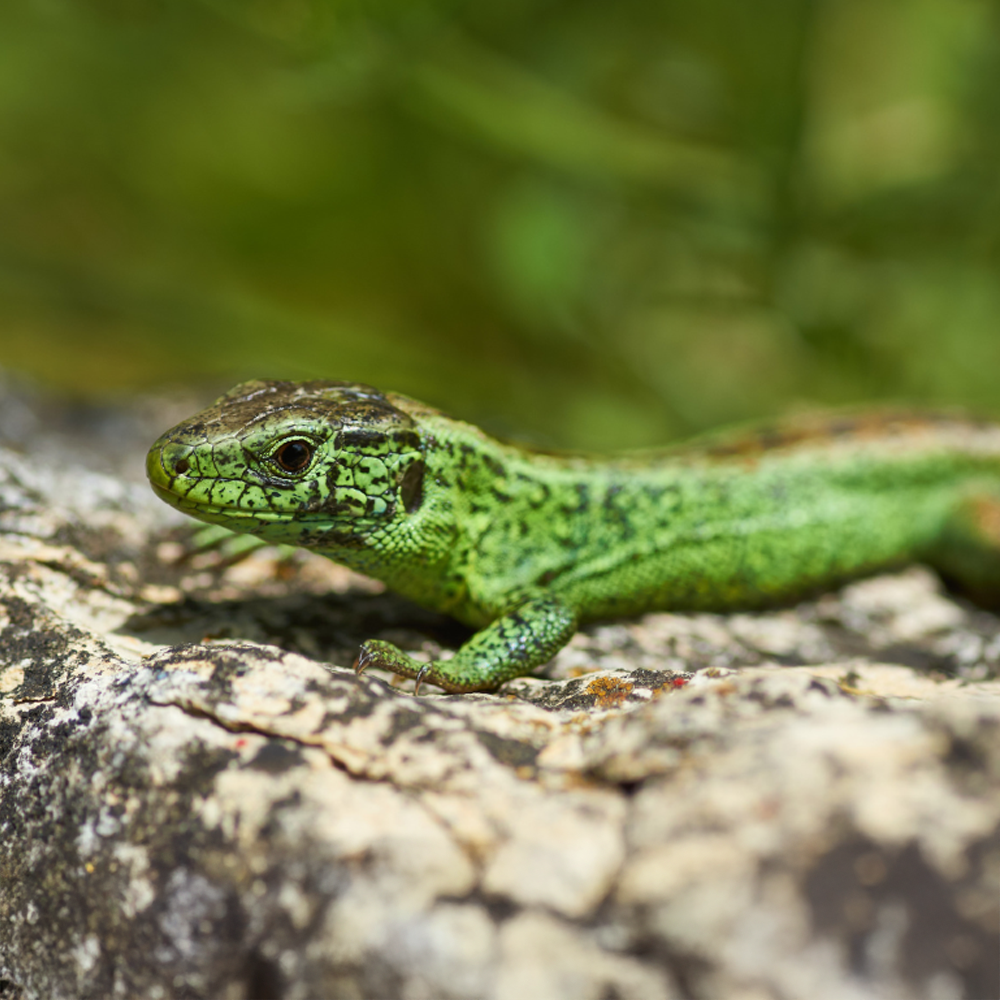 Zauneidechse im Naturpark Frankenh&ouml;he