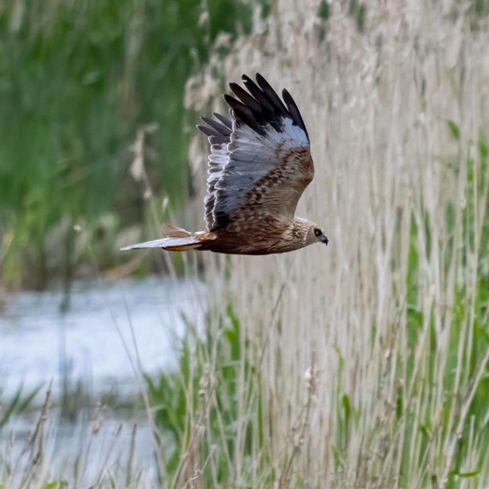Die Wiesenweihe im Flug