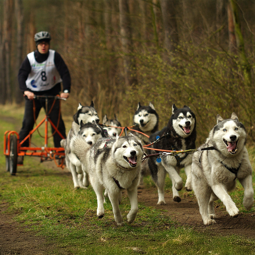 Schlittenhunderennen