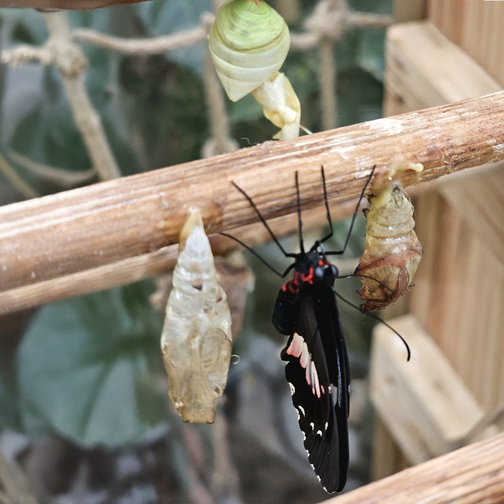 Schmetterling im Brutkasten von Papilonia Dinkelsbühl