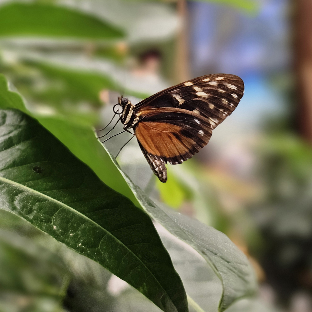 Schmetterling im Papilonia in Dinkelsbühl