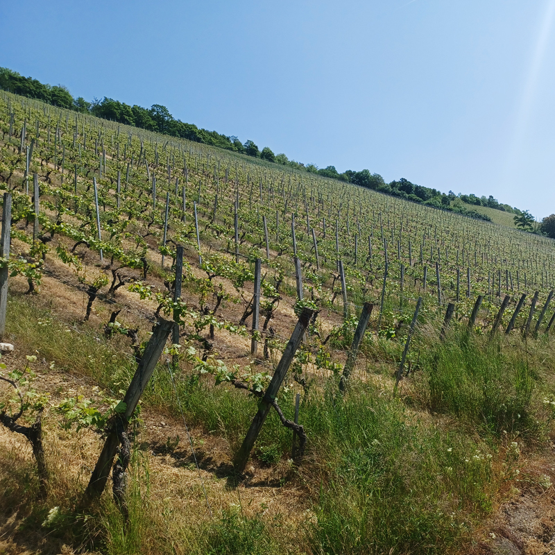 Gemeinde Adelshofen: Ein Weinberg in Tauberzell