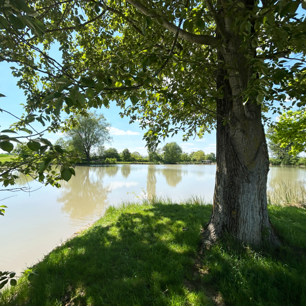 Baum am Binzwanger Weiher 