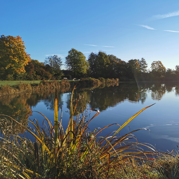 Der Bastenauer Weiher in Wörnitz bei strahlendem Sonnenschein