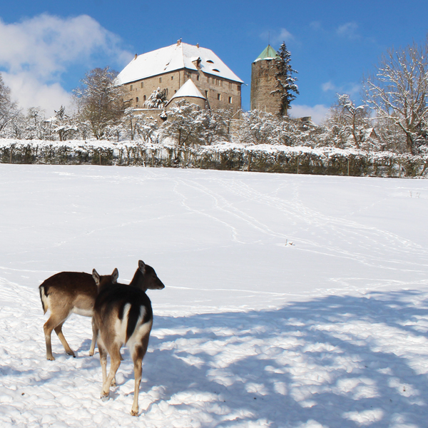 Rehe vor der verschneiten Burg Colmberg