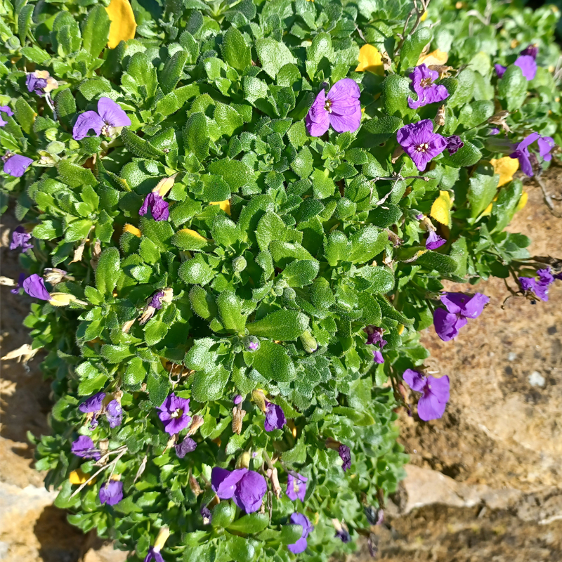 An Silvester blühten schon die ersten Blumen.