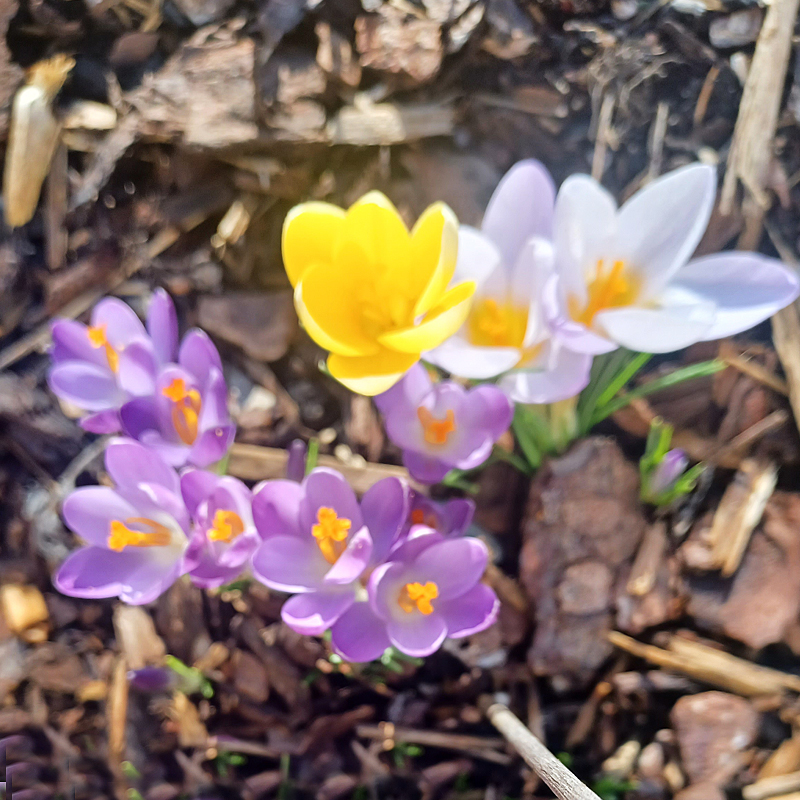 Die Frühjahrsblüher entfalteten ihre Blütenpracht