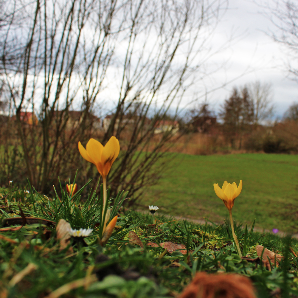 Frühlingsboten im Sulzachpark in Feuchtwangen