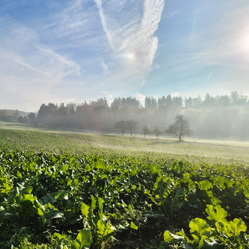 Ende November prägte noch viel Grün die Landschaft