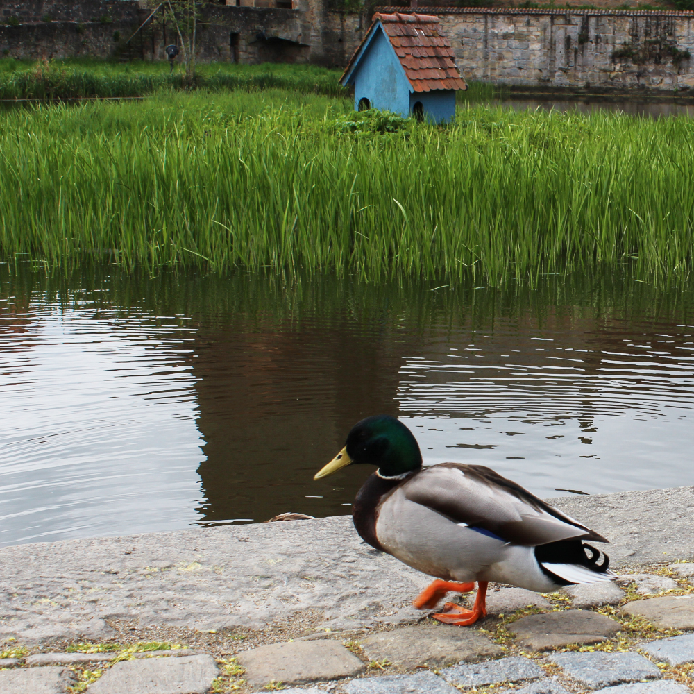 Ente am Rothenburger Weiher in Dinkelsbühl